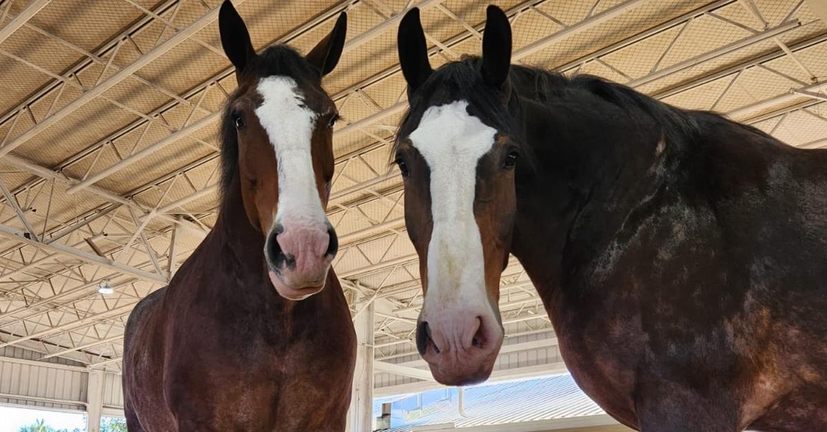 Budweiser's new-born Clydesdales host Super Bowl watch party at ranch