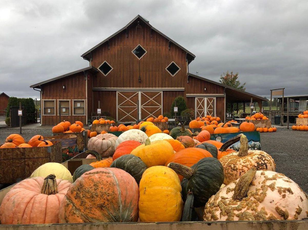 free pumpkin patch seattle