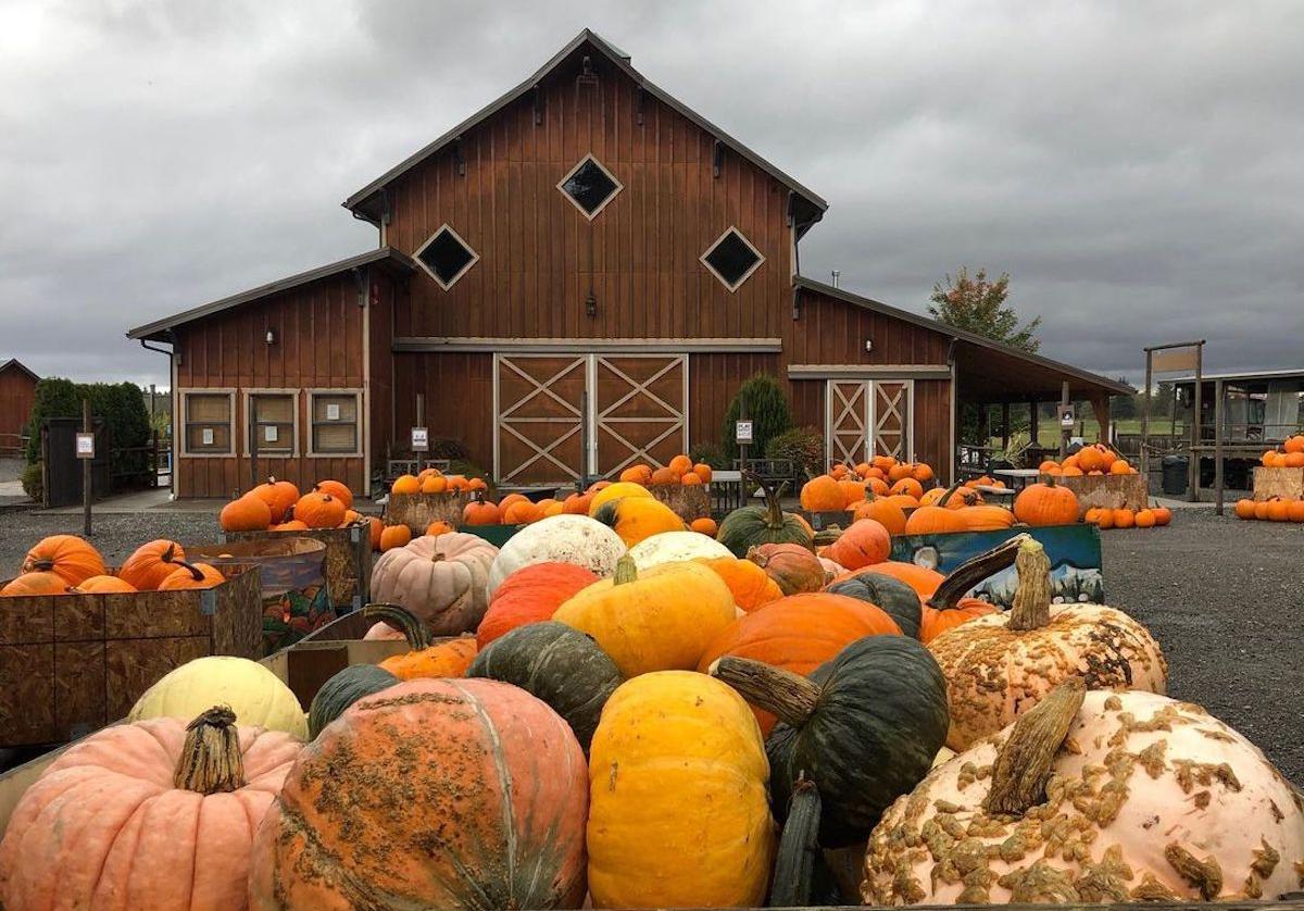 10 Best (and Free) Pumpkin Patches Near Me 2022