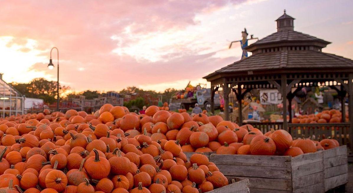 free pumpkin patch philadelphia