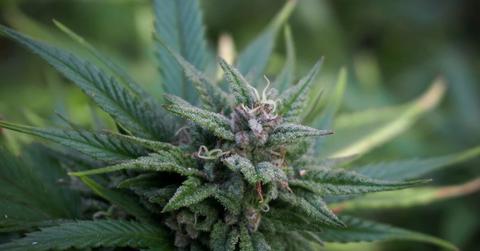 uploads///california marijuana future