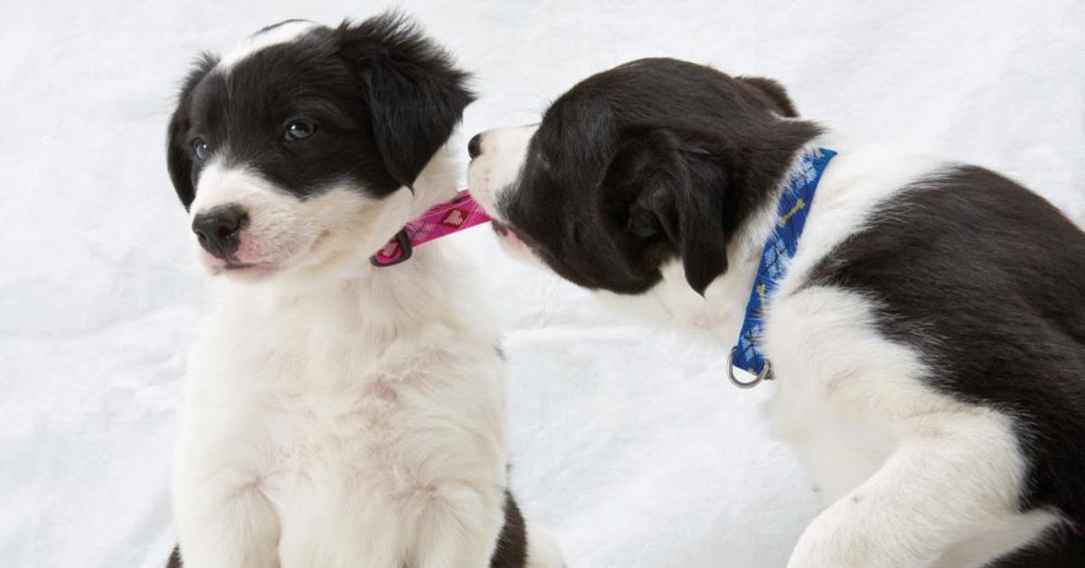 Two black and white puppies playing. 