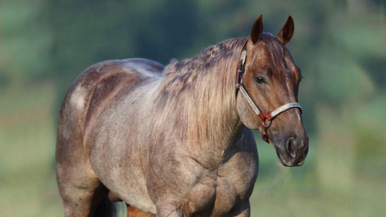 Who Owns Metallic Cat? The Horse Featured in 'Yellowstone'