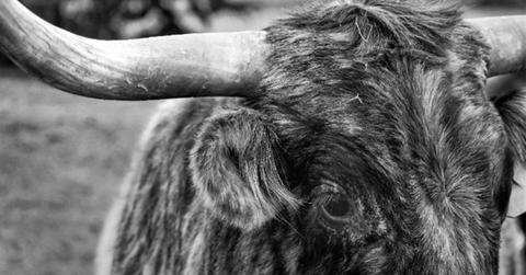 uploads///bulls return