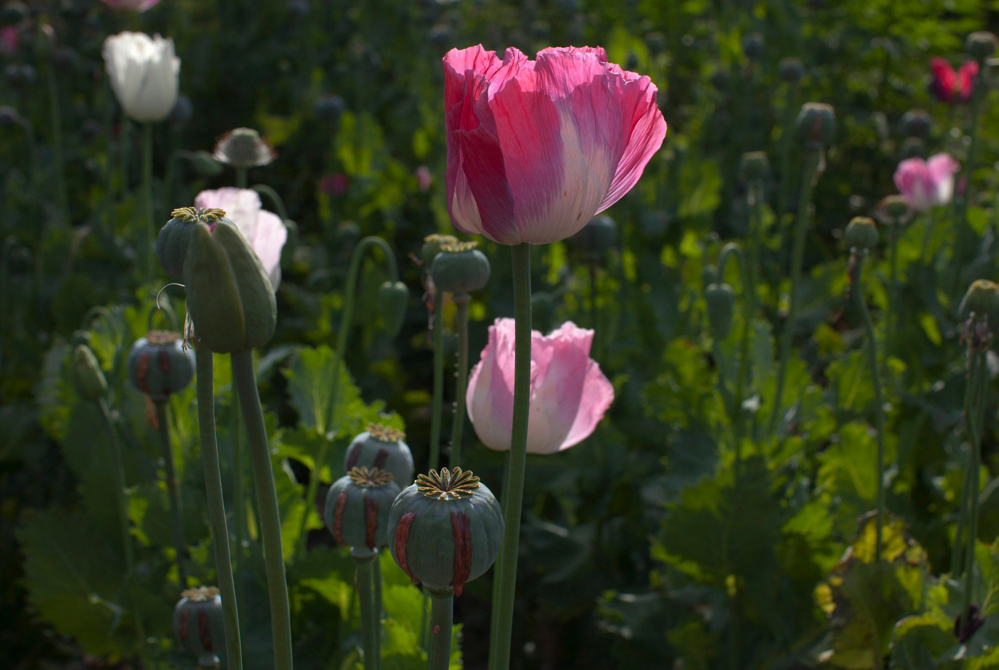 Opium poppy flowers