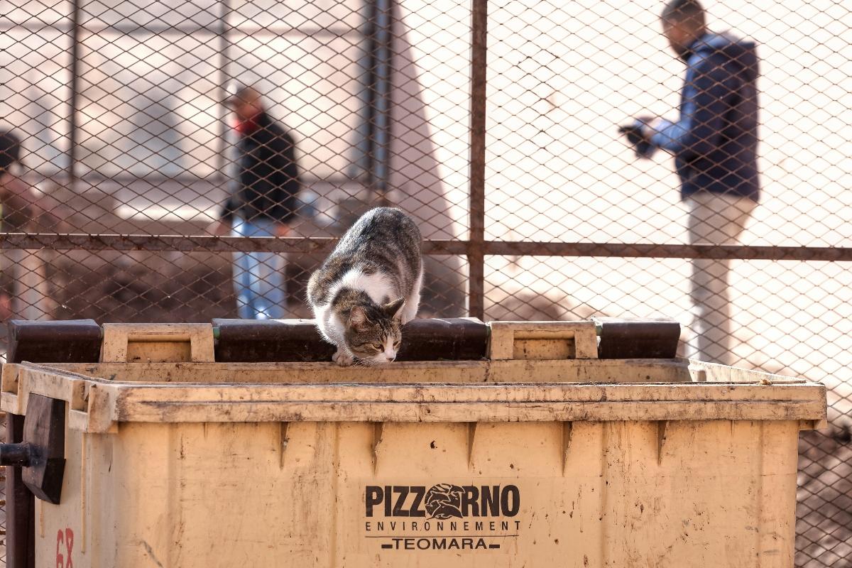 Cat sniffing at a dumpster