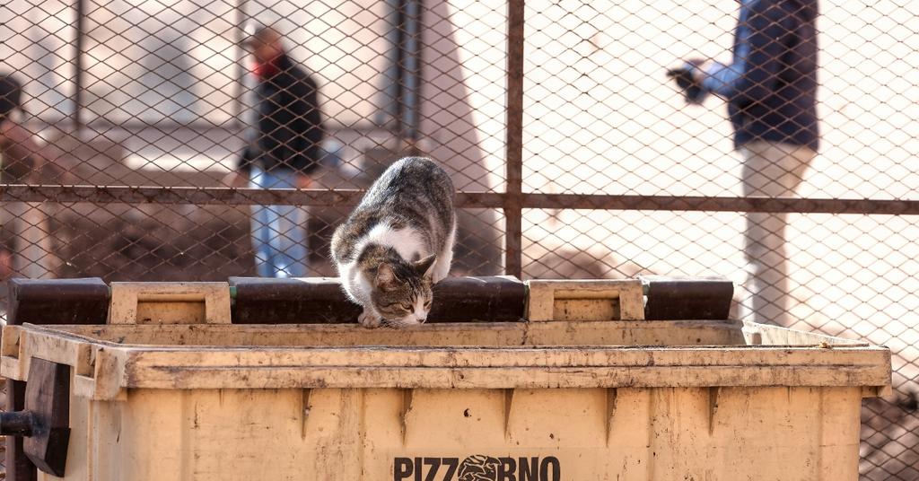 How to Dumpster Dive Safely and Legally — Tips for Beginners