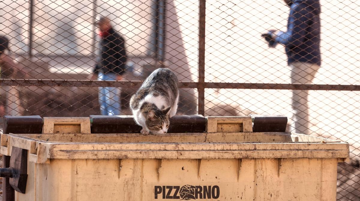 How to Dumpster Dive Safely and Legally — Tips for Beginners