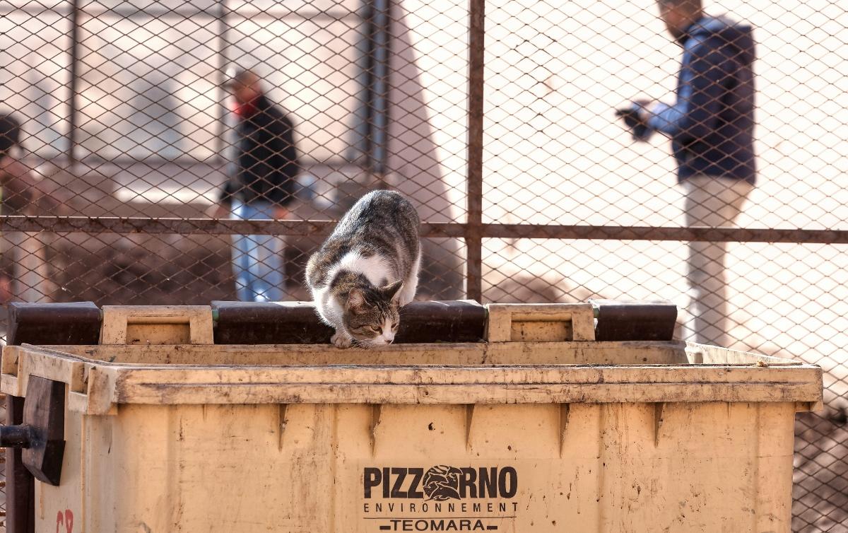 How to Dumpster Dive Safely and Legally — Tips for Beginners