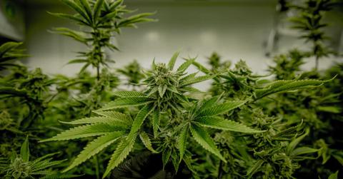 uploads///aurora cannabis q results announce