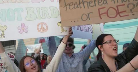 Birds Aren't Real protestors