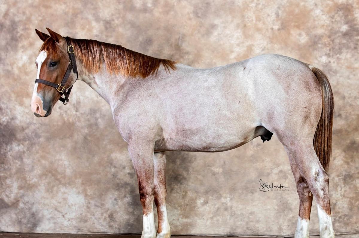 Who Owns Metallic Cat? The Horse Featured in 'Yellowstone'