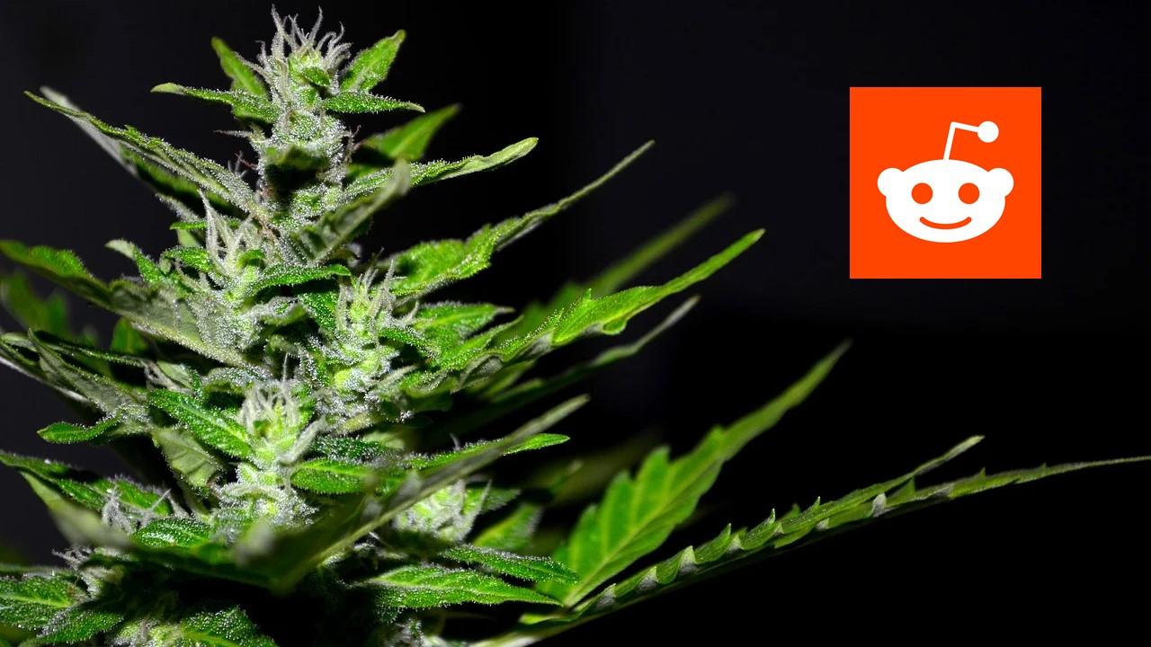 Marijuana plant and Reddit logo