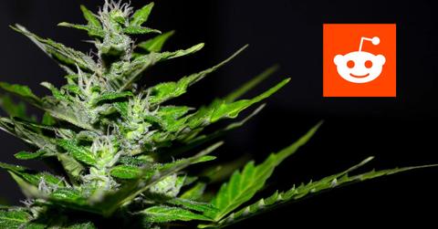 Marijuana plant and Reddit logo