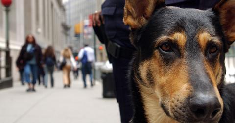 A dog outside the NYSE