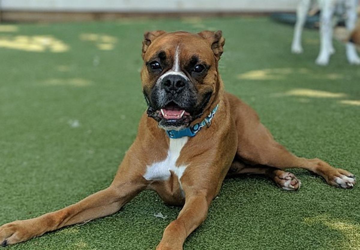 boxerpuppy