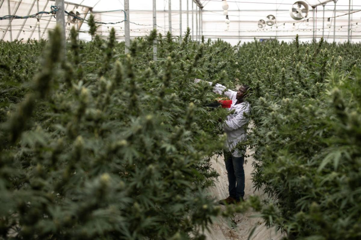 Man tending marijuana plants in a growing facility