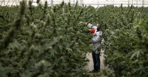 Man tending marijuana plants in a growing facility