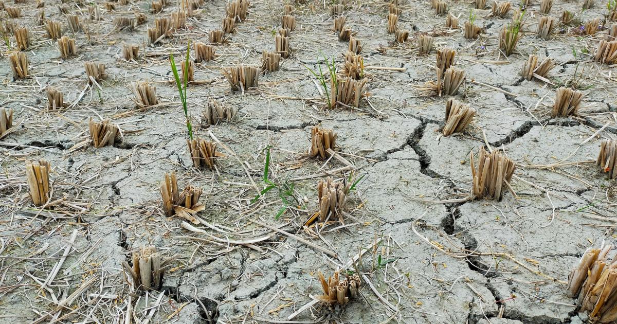 Crop destroyed due to heatwave