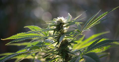 uploads///cronos group raymond james bullish