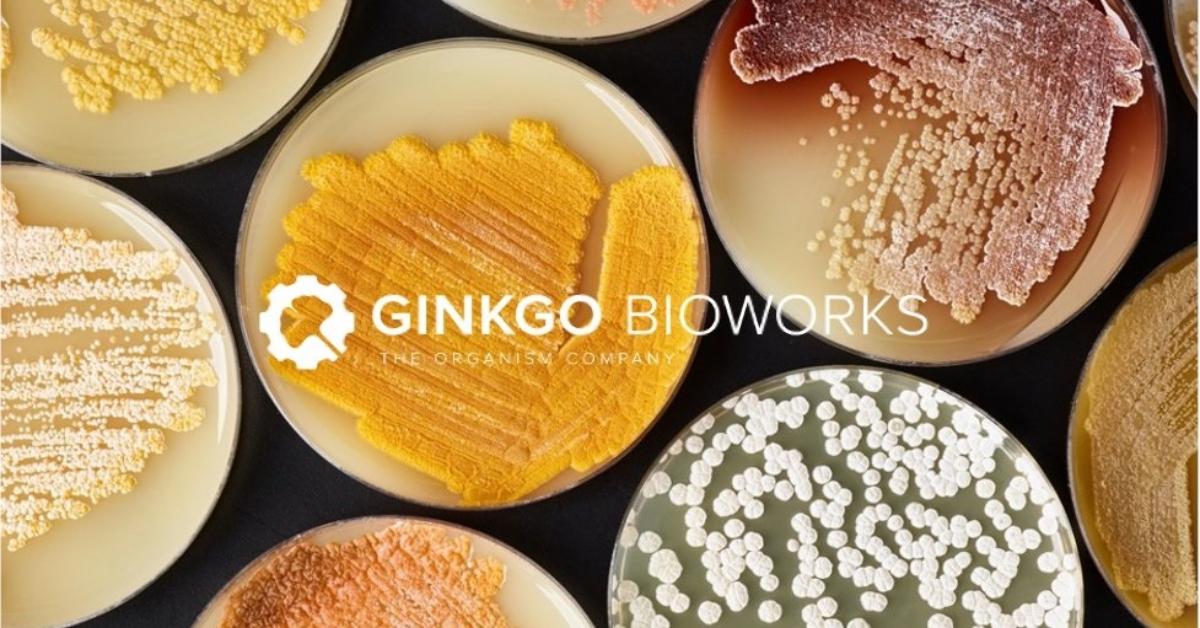 will ginkgo stock go up after srng merger