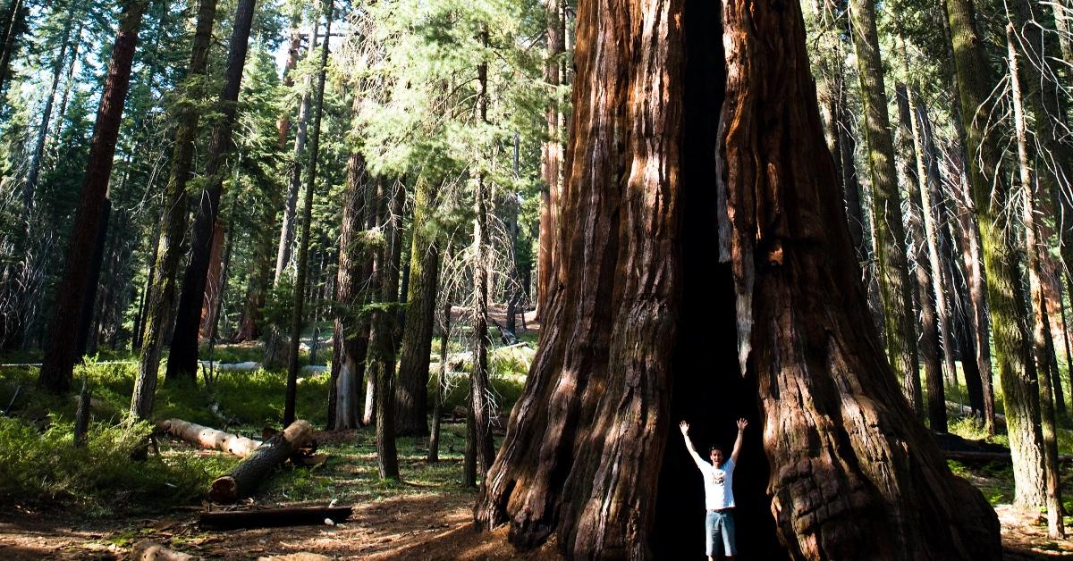 Sequoia National Park