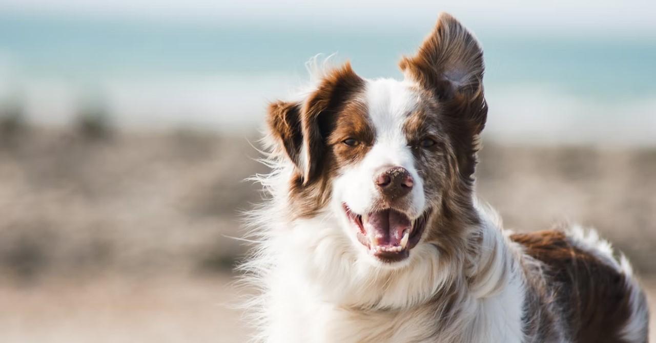 Why Is There a Dog Food Shortage? SupplyChain Issues Persist