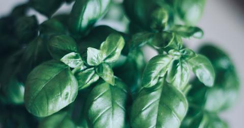 Basil leaves