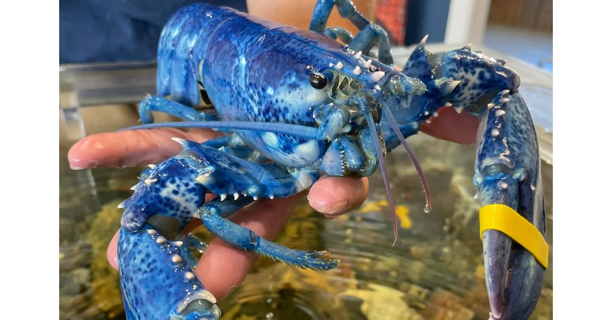 How Much Does a Blue Lobster Cost? Details on Rare Crustacean