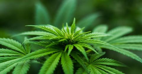 organigram stock forecast