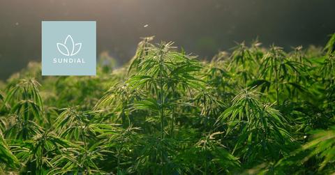 Sundial Growers Stock
