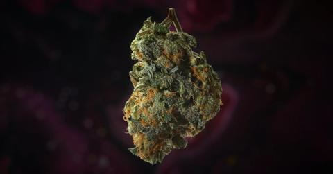 uploads///illinois cannabis growth