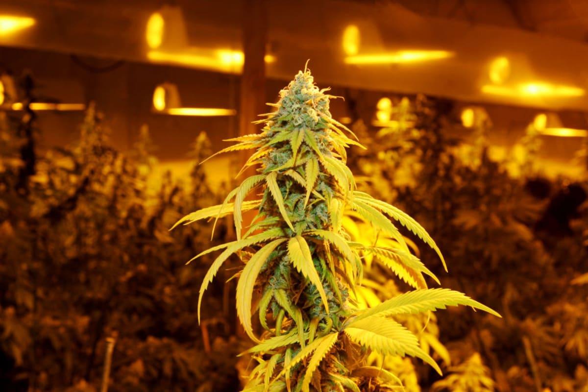 pn/fcce bb e f dfedbd