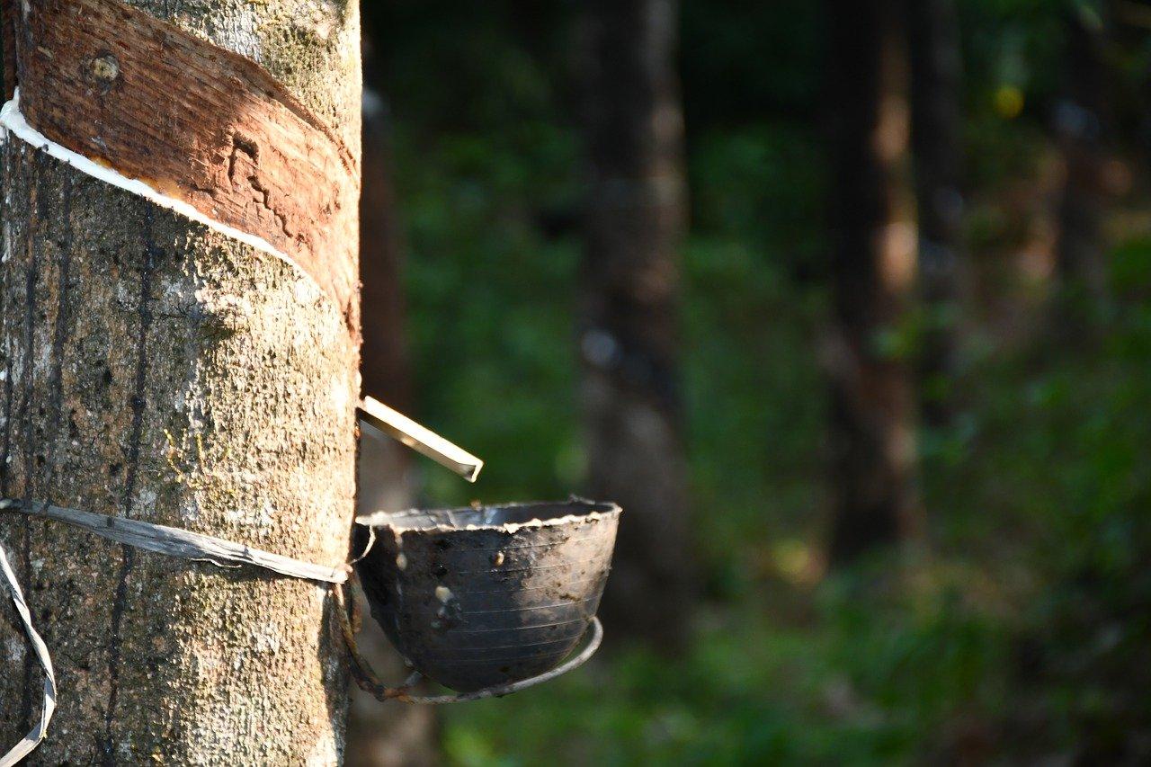 A latex tree at a rubber plantation