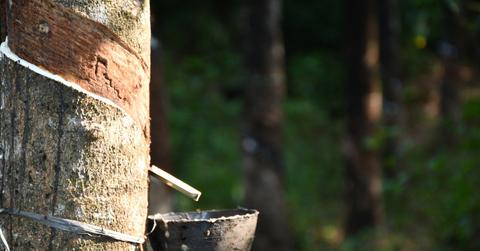 A latex tree at a rubber plantation