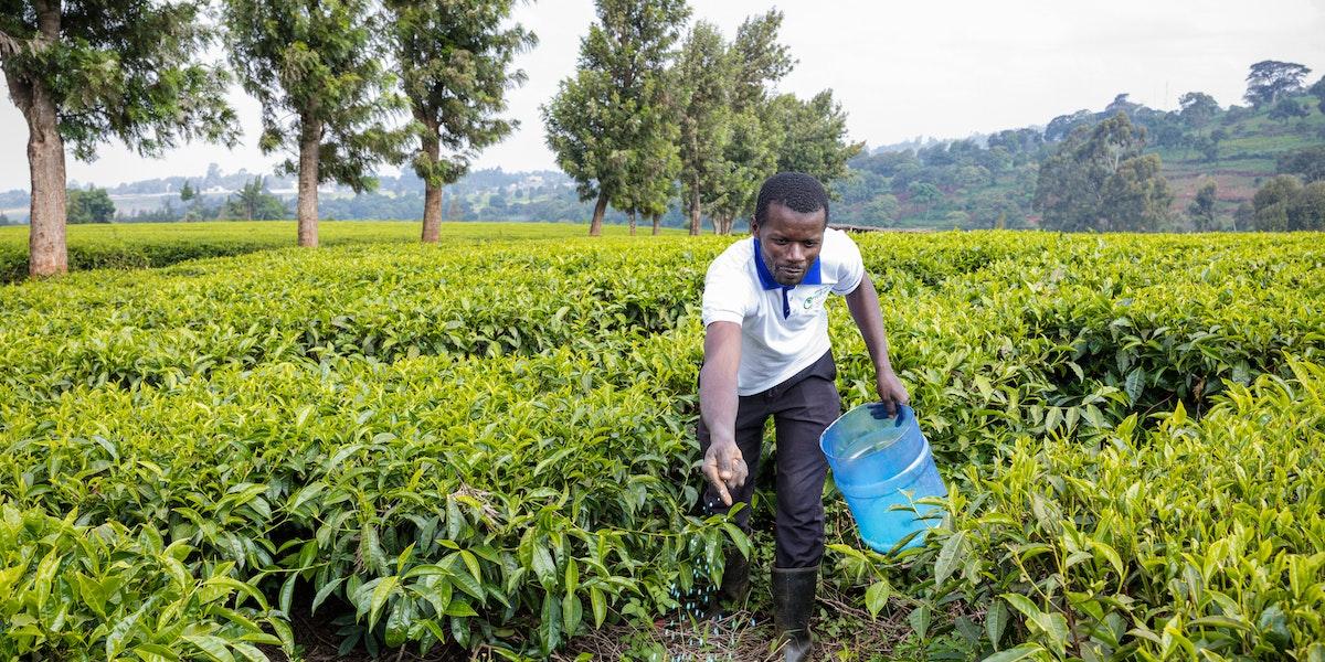 fertilizer demand high