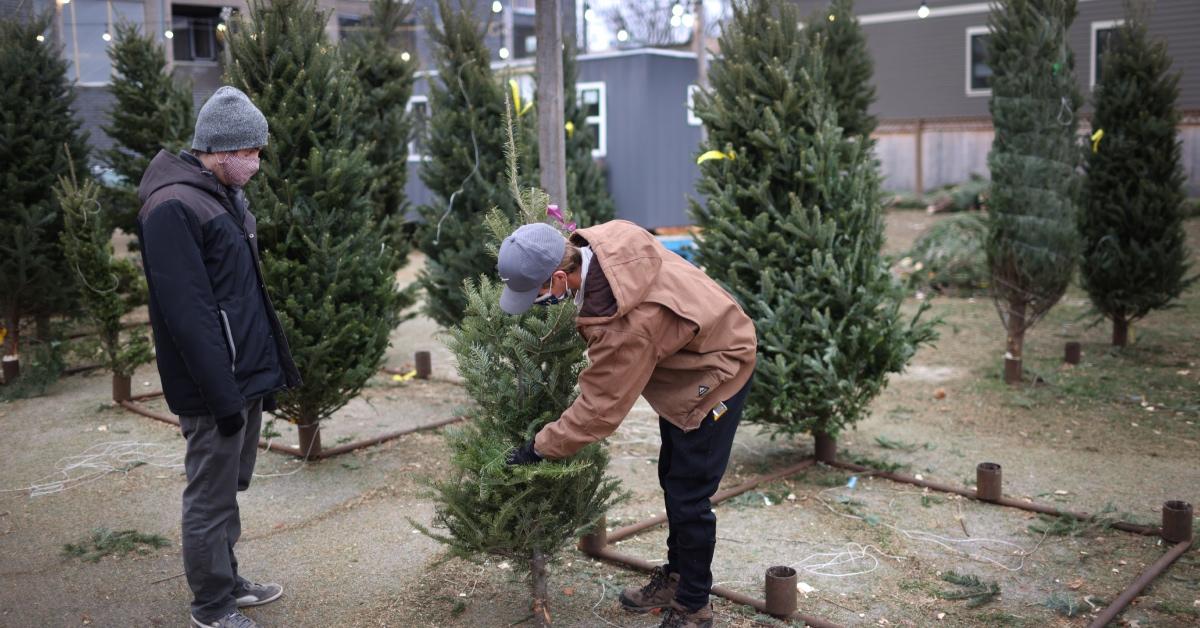 People shopping for a Christmas tree