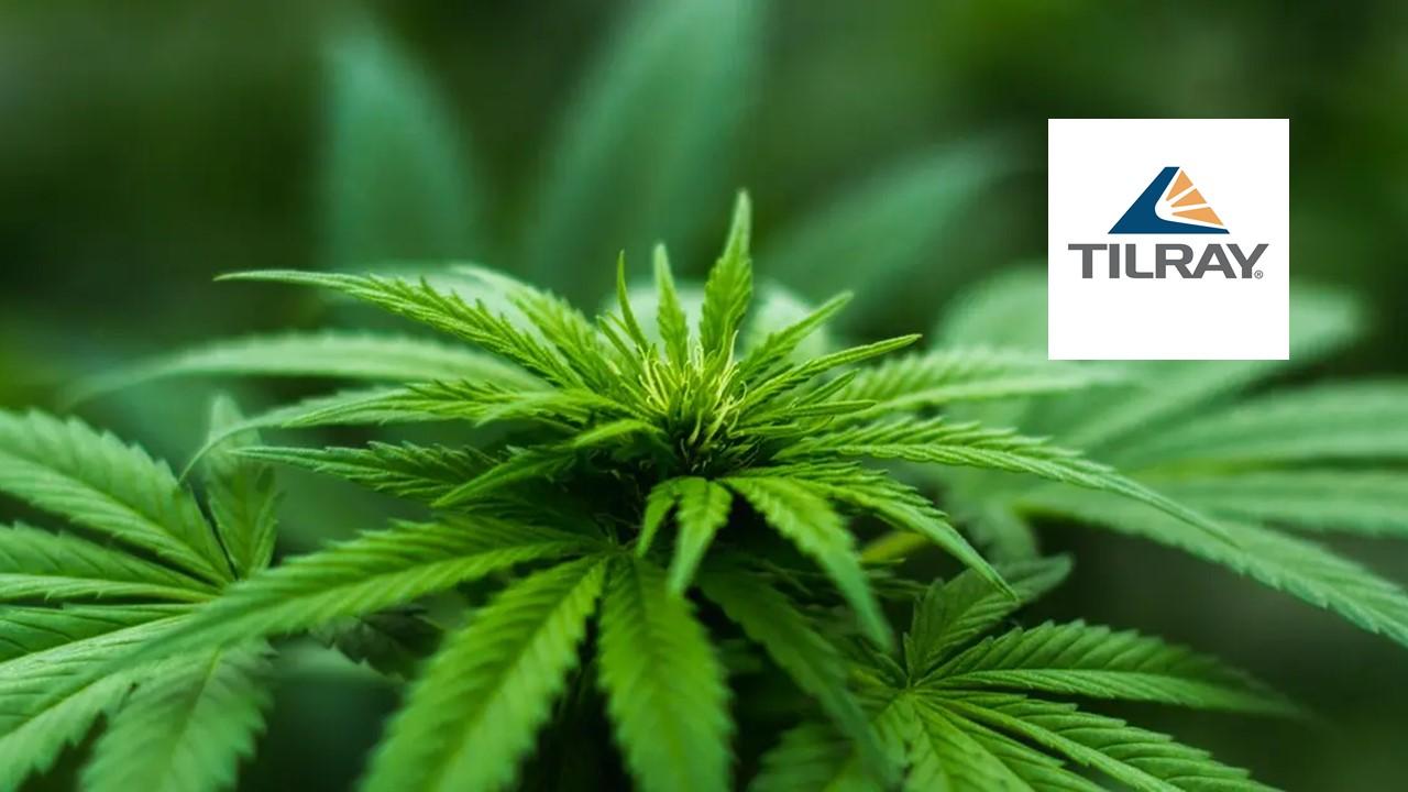 Stock tlry Tilray Stock