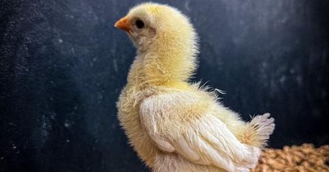 De-Extincting the Dodo Bird