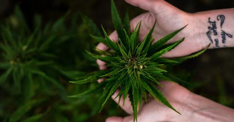 uploads///cannabis illinois