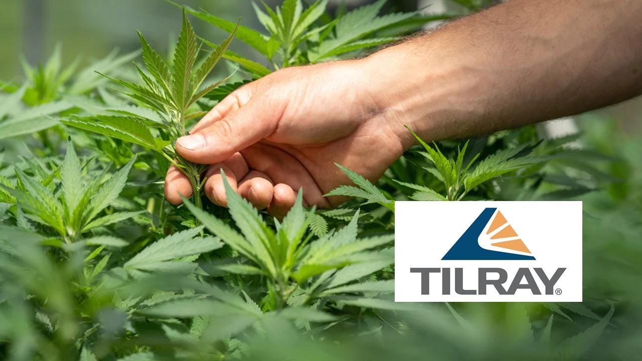 Tilray logo over marijuana harvest