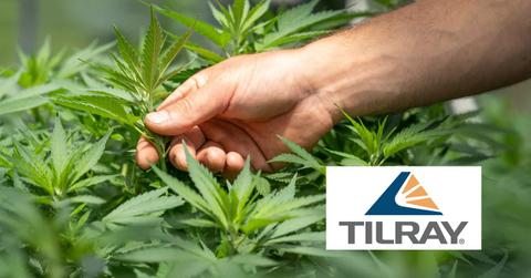 Tilray logo over marijuana harvest
