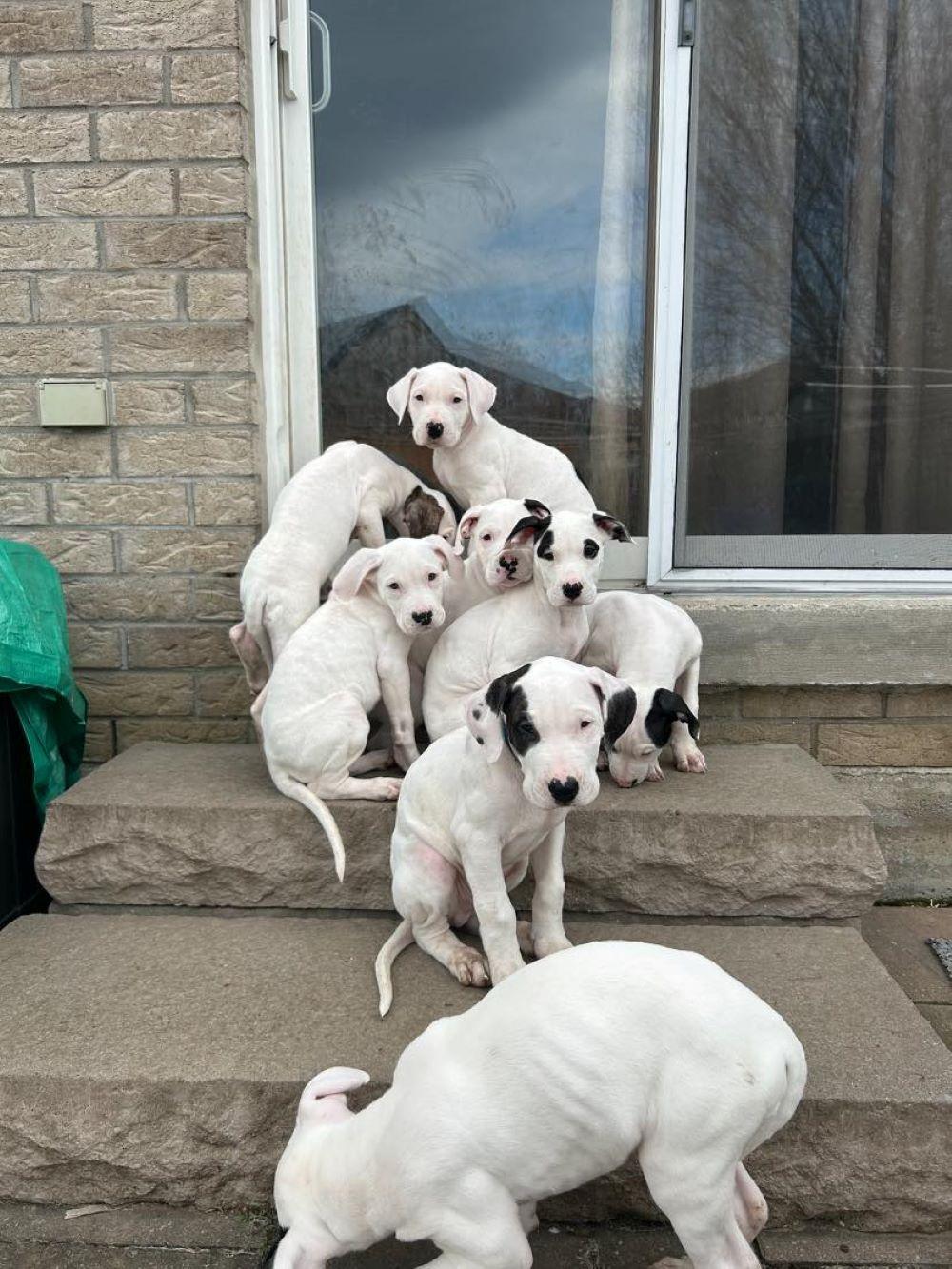 dogo argentino pups