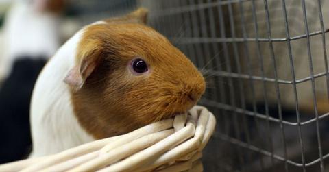 pn//uploads/fbec af ee efe__