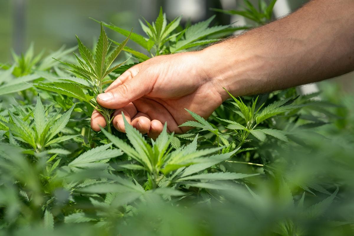 A person inspecting cannabis plants