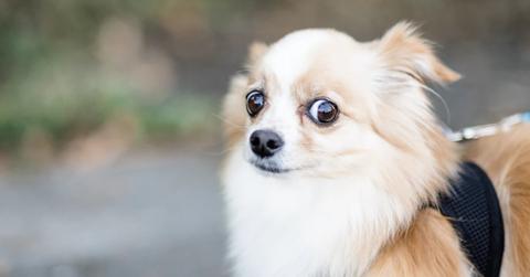 uploads///einhorn skeptical