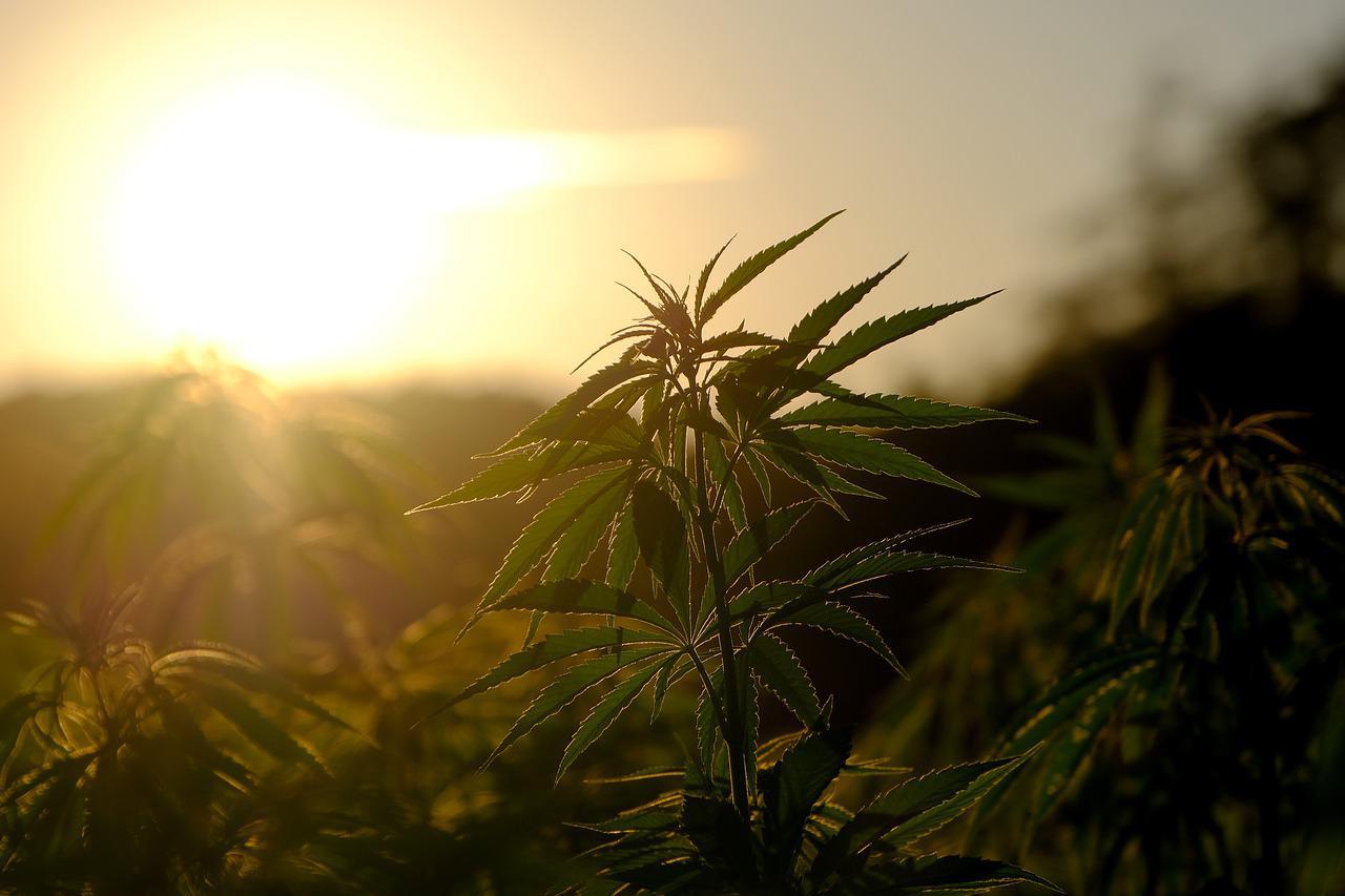 A field of cannabis at sunset