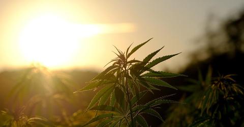 A field of cannabis at sunset