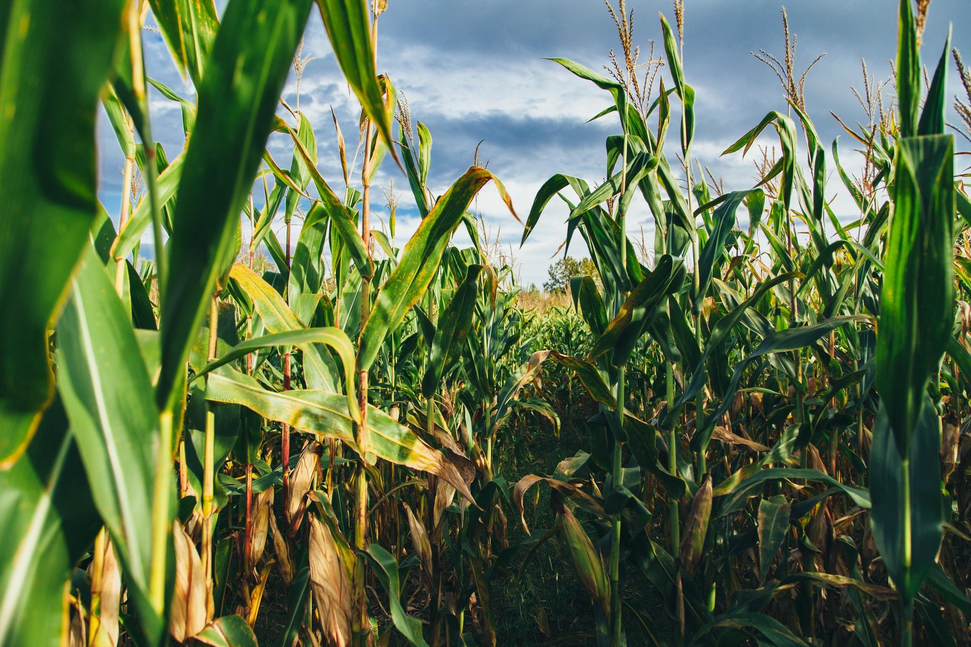 corn field ethanol