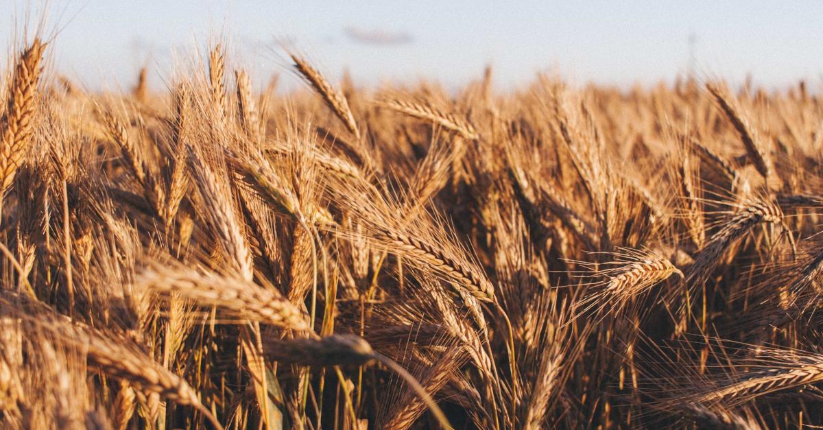 Wheat crop nearing harvest